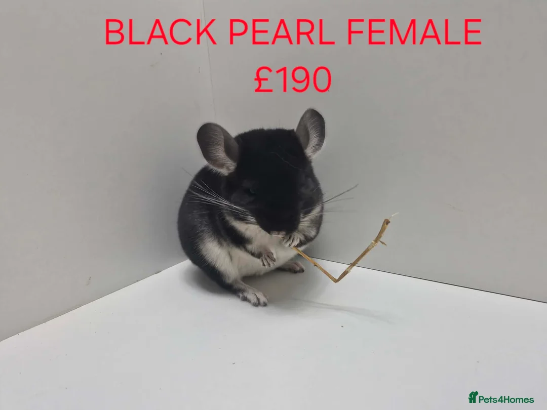 Chinchilla rodents for sale: STUNNING BABIES CHINCHILLA MIX COLOURS AND GENDER  - Advert 10