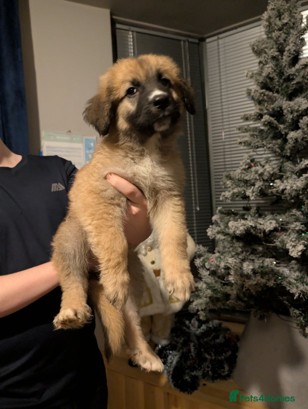 Mixed Breed dogs for sale: Bernese mountain dog X white swiss Shepard pups - Image 10