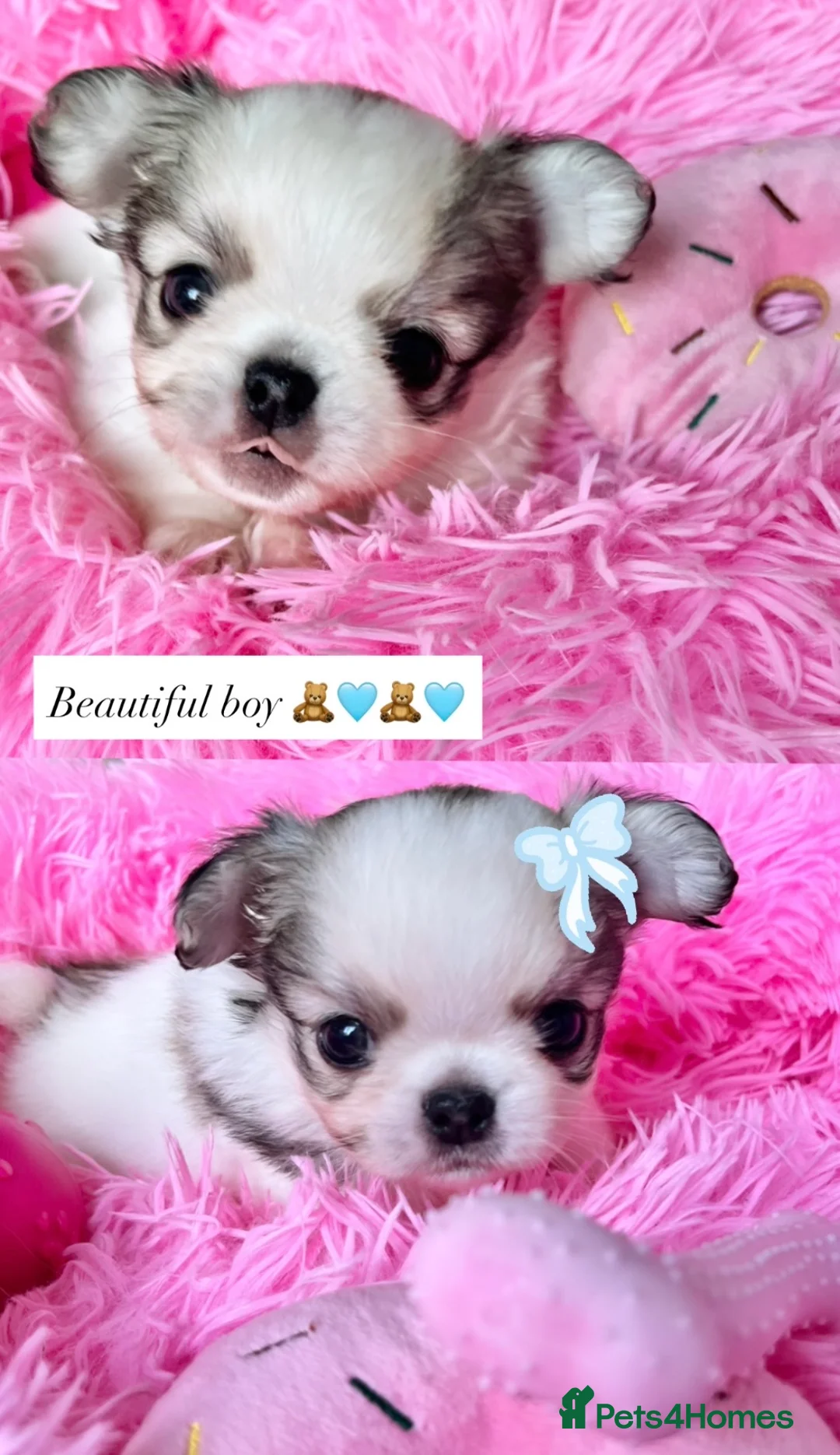 Chihuahua dogs for sale: Long Coat Chihuahua Boys Outstanding Quality ⭐️ - Advert 10