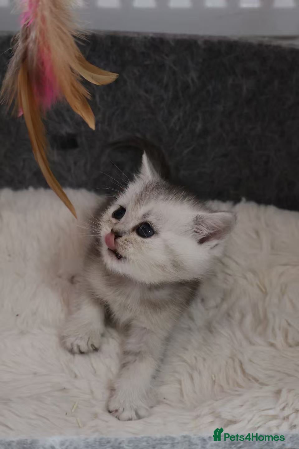 British Shorthair cats  Pedigree British shorthair with tica registered  - Advert 2