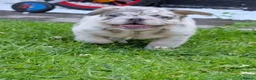 French Bulldog dogs for sale: Price reduced Fluffy French Bulldogs - Advert 19