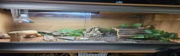 Bearded Dragon reptiles for sale: Red dragon in Lewes - Advert 2