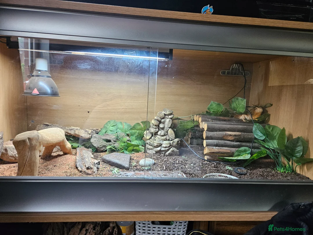 Bearded Dragon reptiles for sale: Red dragon in Lewes - Advert 2