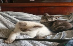 Ragdoll cats for sale: Stunning 3/4 Ragdoll kittens - Advert 13