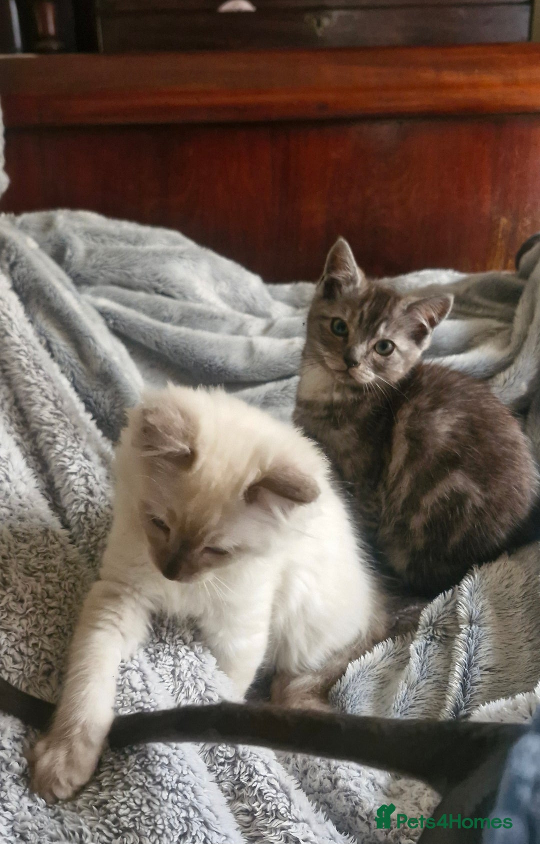 Ragdoll cats for sale: Stunning 3/4 Ragdoll kittens - Advert 13