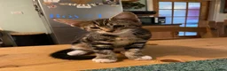 British Shorthair cats for sale: Short/Long Haired Tabby Kittens  - Advert 12