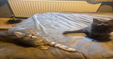 Maine Coon cats - Advert 6