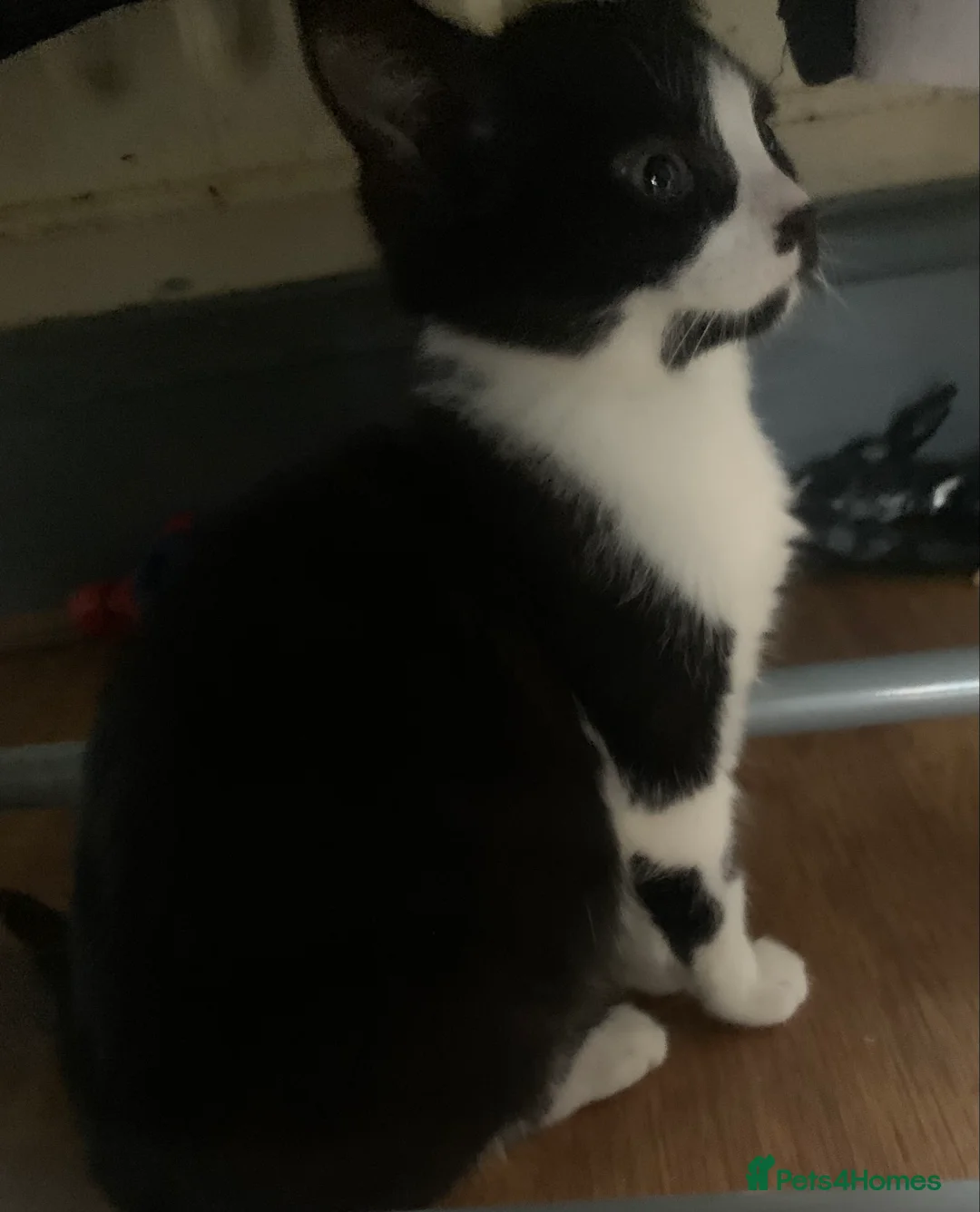 Mixed Breed cats for sale: Little girl is looking for home - Advert 3