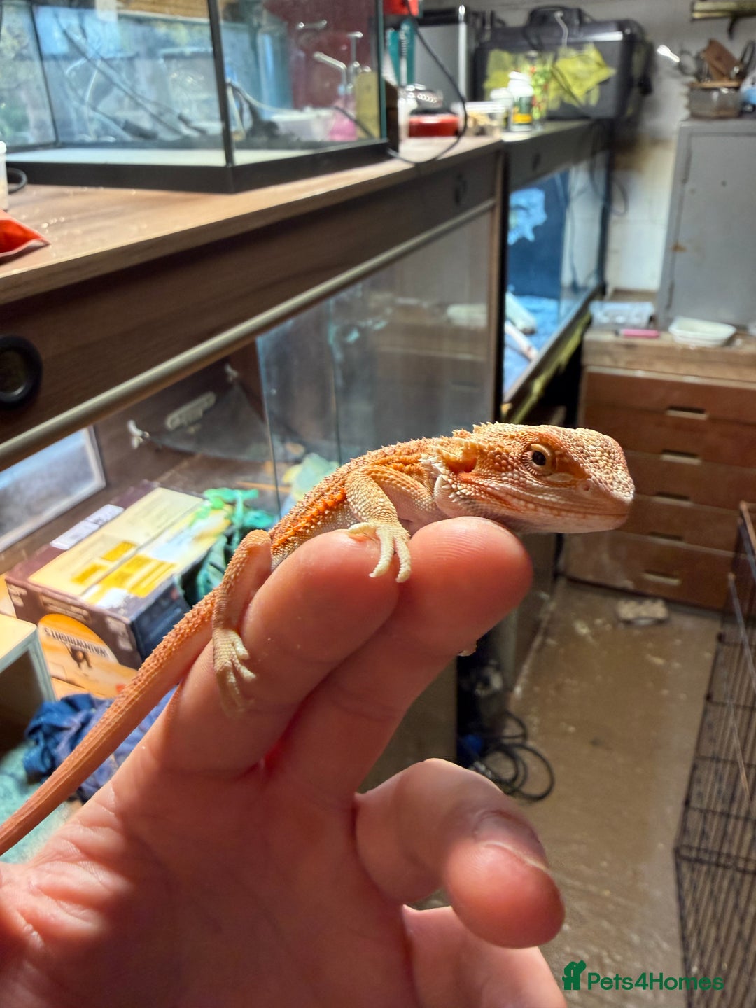 Bearded Dragon reptiles for sale: Red spiky morth Baby beared dragon has extra toe  - Advert 4