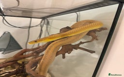 Rat Snake reptiles for sale: Yellow/ Eastern Rat Snake - Image 2