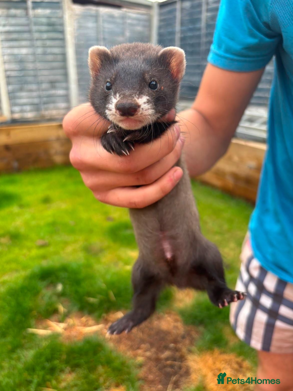 Ferret rodents Polecat kits - Advert 5