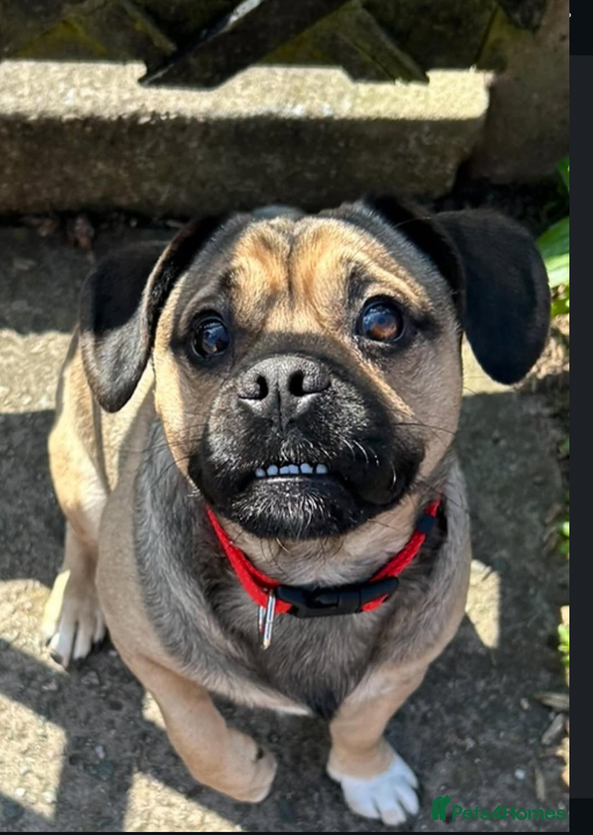 Jug dogs sweet dog looking for loving forever home - Advert 9