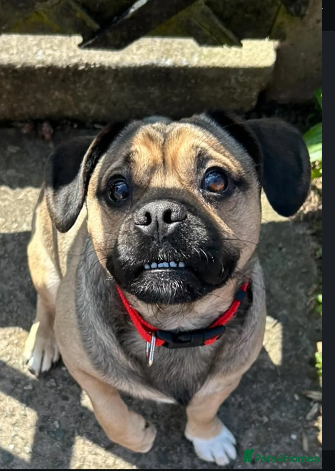 Jug dogs for sale: sweet dog looking for loving forever home in Stoke-on-Trent - Advert 1