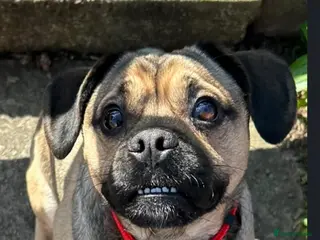 Jug dogs sweet dog looking for loving forever home - Advert 8