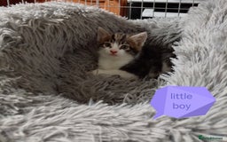 Mixed Breed cats for sale: Kittens gorgeous playful babys - Image 18