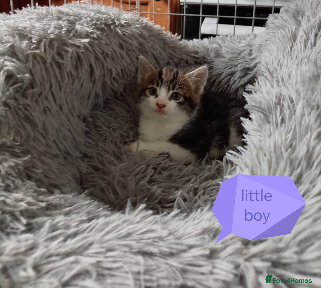 Mixed Breed cats for sale: Kittens gorgeous playful babys - Image 18