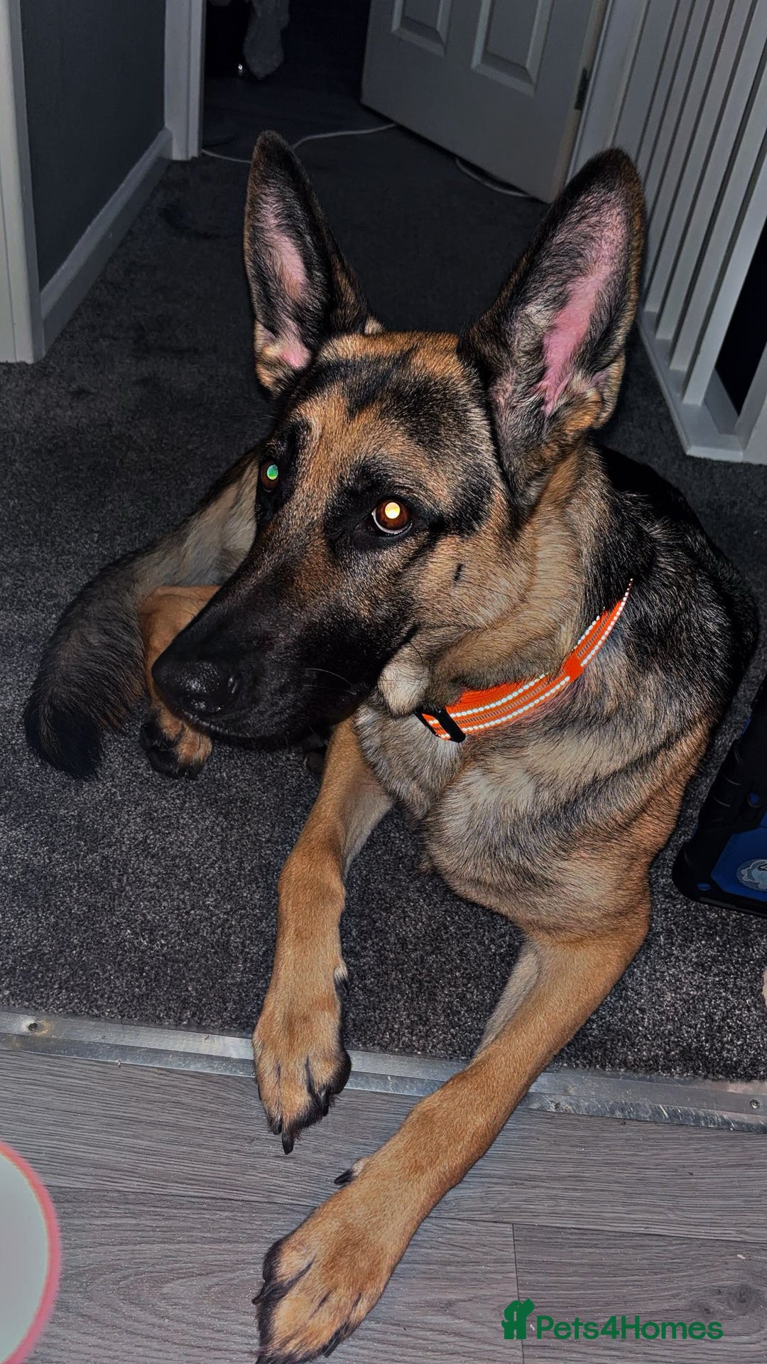 German Shepherd dogs for sale: Koda  - Advert 2