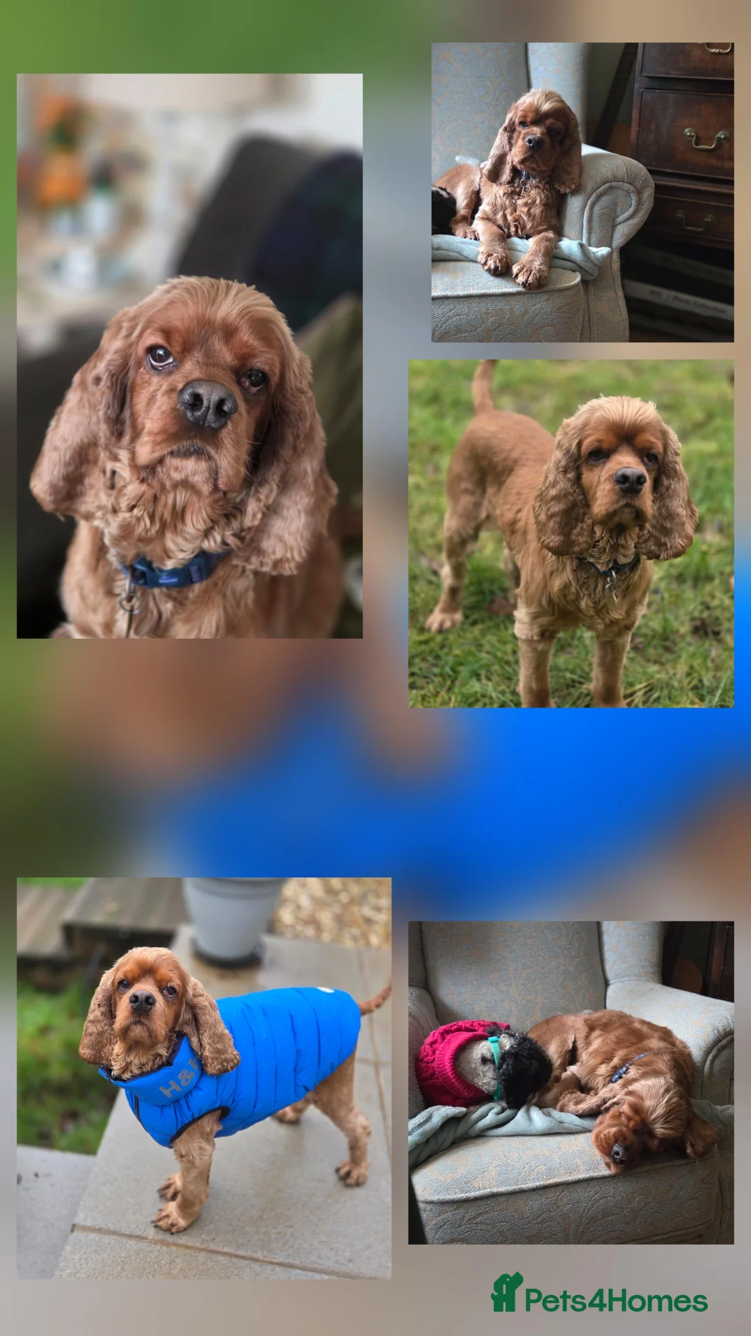 Cocker Spaniel dogs for adoption: Lovely Ray needs his special forever home - Advert 2