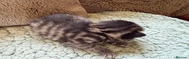 Tabby Boy 1