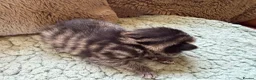 Mixed Breed cats for sale: Beautiful Kittens BSH Cross - Advert 4