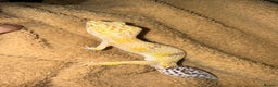 Leopard Gecko reptiles for sale: Friendly leopard gecko - Advert 2