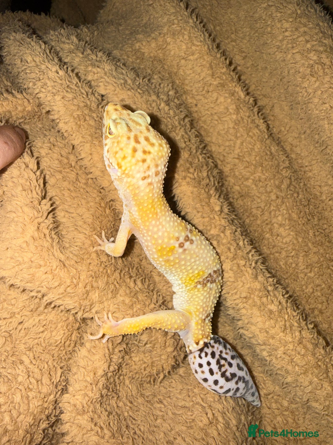Leopard Gecko reptiles for sale: Friendly leopard gecko - Advert 2