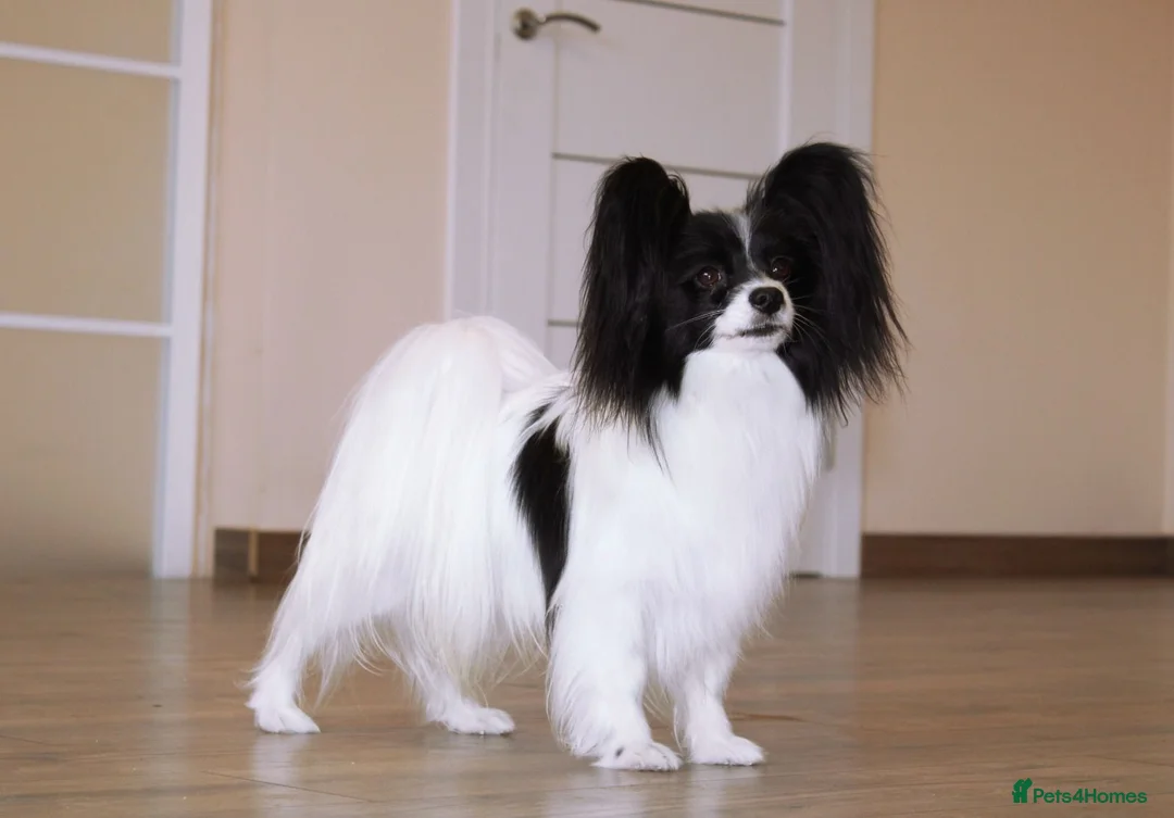 Papillon dogs for sale: 5generation Royal Kennel Club reg. - Advert 1