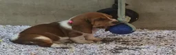 Basset Hound dogs for sale: KC BASSET HOUND PUPPIES FROM HEALTH SCORED PARENTS - Advert 35