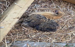 Chickens poultry for sale: Pekin bantam hens - mix of colours  - Image 5