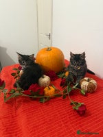 Maine Coon cats - Advert 9