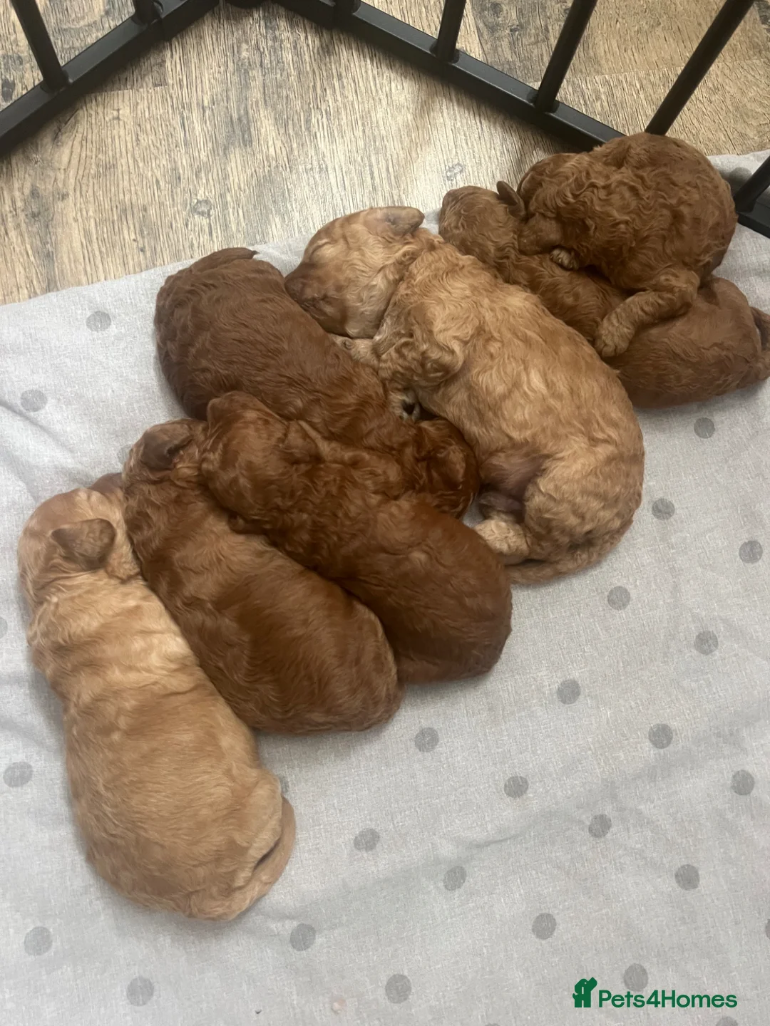 Cavapoo dogs for sale: Baby cavapoos  in Nottingham - Advert 11