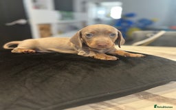 Dachshund dogs for sale: Dachshund Puppy - Image 6