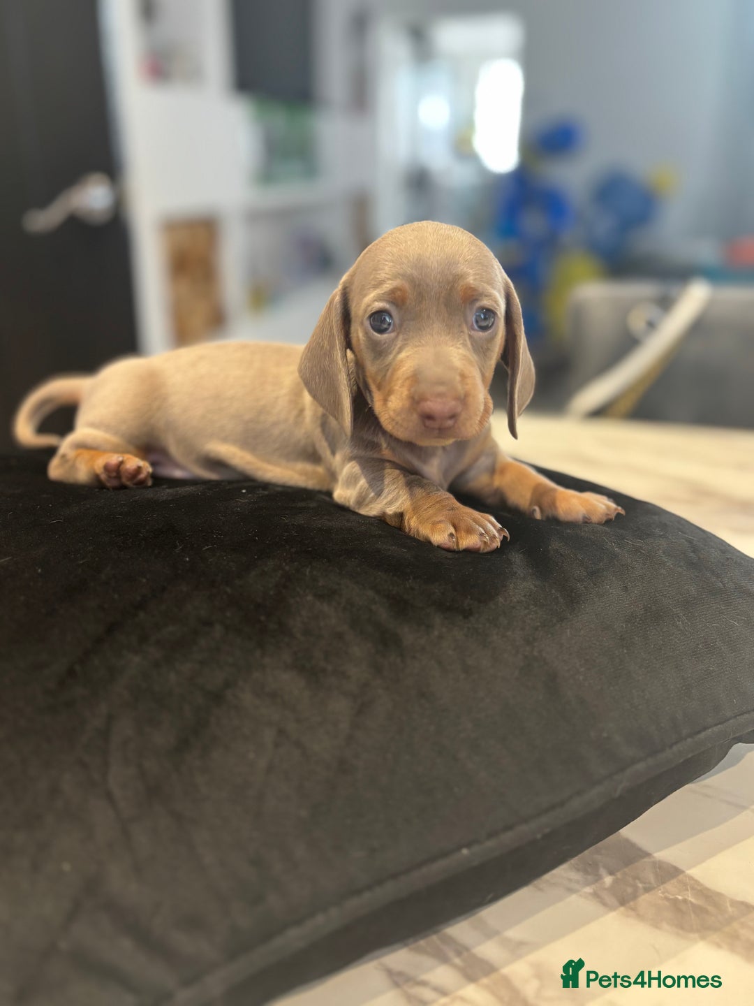 Dachshund dogs for sale: Dachshund Puppy - Image 6