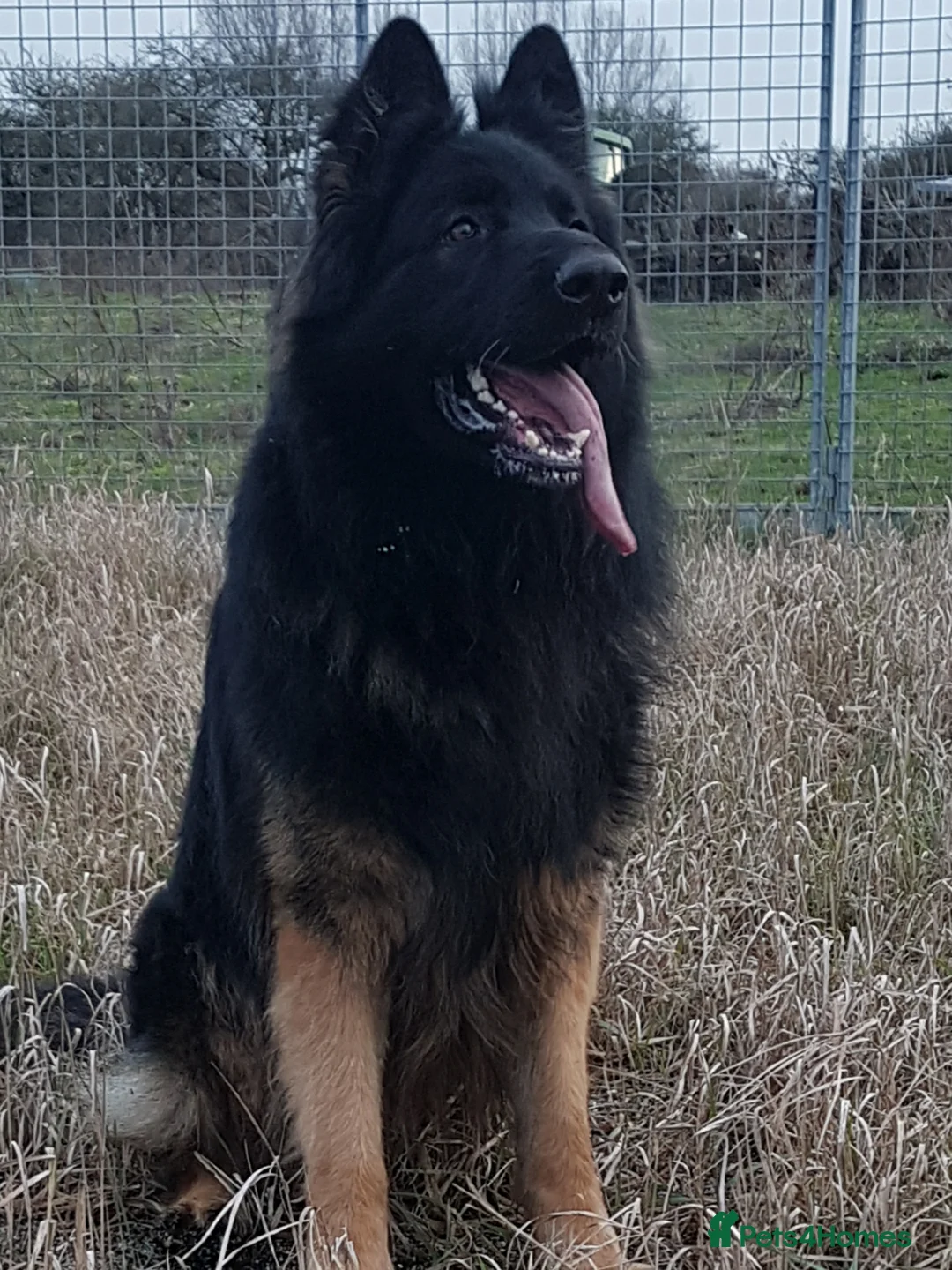 German Shepherd dogs for stud: Fully Health tested Ronnie Now at stud in Wisbech - Advert 3