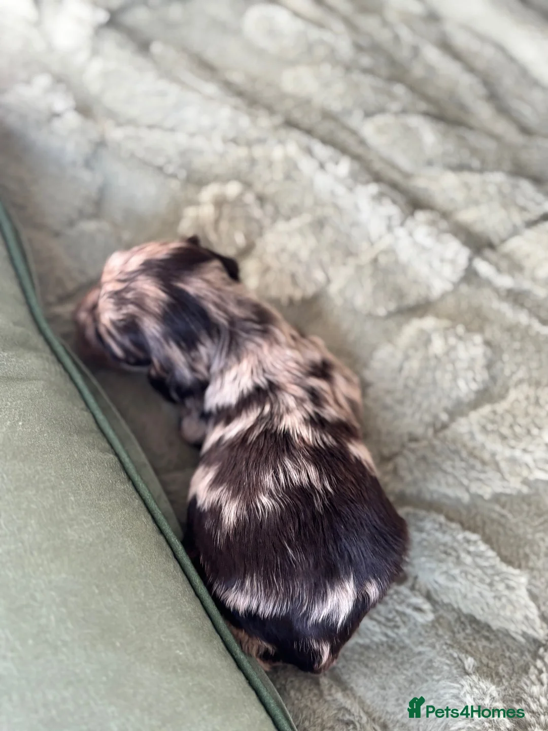 Cavapoo dogs for sale: Stunning mini cavapoos - Advert 13