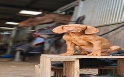 Hungarian Vizsla dogs for sale: Stunning KC Vizsla Pups - Image 12