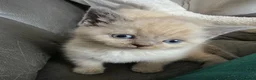 British Shorthair cats for sale: Beautiful British Shorthair Kittens 🐾 - Advert 4