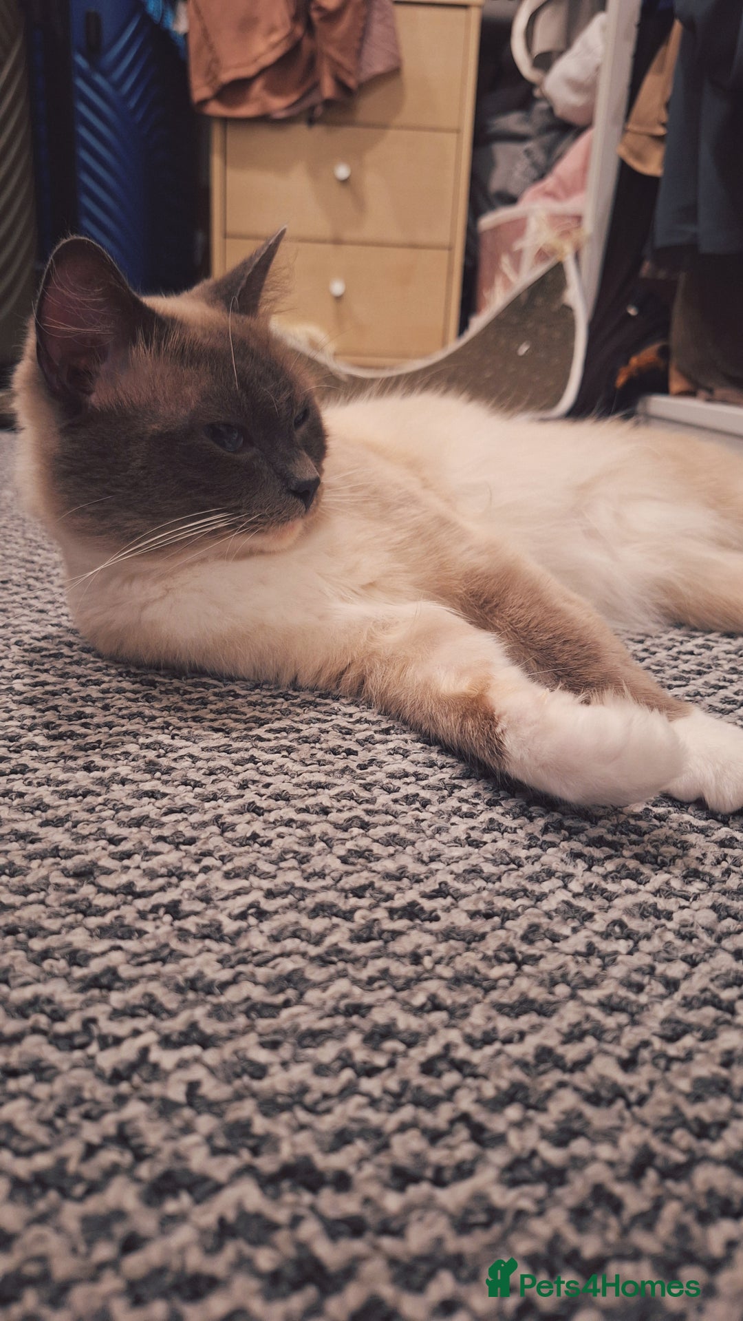 Ragdoll cats for sale: Stunning pure ragdoll male ❤️ - Image 3