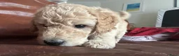 Labradoodle dogs for sale: Rare multi generational labradoodle Puppies - Advert 11