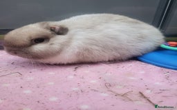 Mini Lion Lop rabbits for sale: Beautiful special little rabbit looking for home - Advert 1