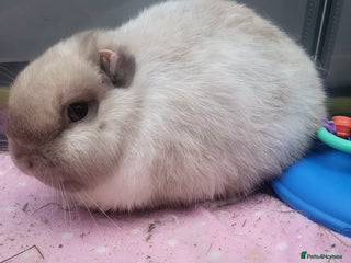 Mini Lion Lop rabbits for sale: Beautiful special little rabbit looking for home - Advert 1