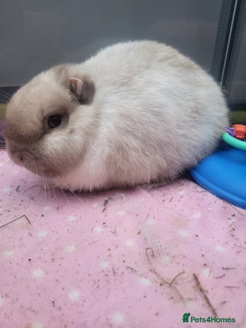 Mini Lion Lop rabbits Beautiful special little rabbit looking for home - Advert 1