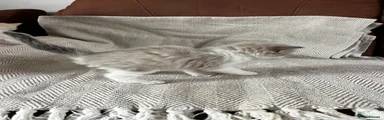 Maine Coon 3