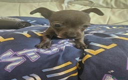 American Bull Staffy dogs for sale: ** STAFFORDSHIRE BULL TERRIER PUPPIES** - Image 11