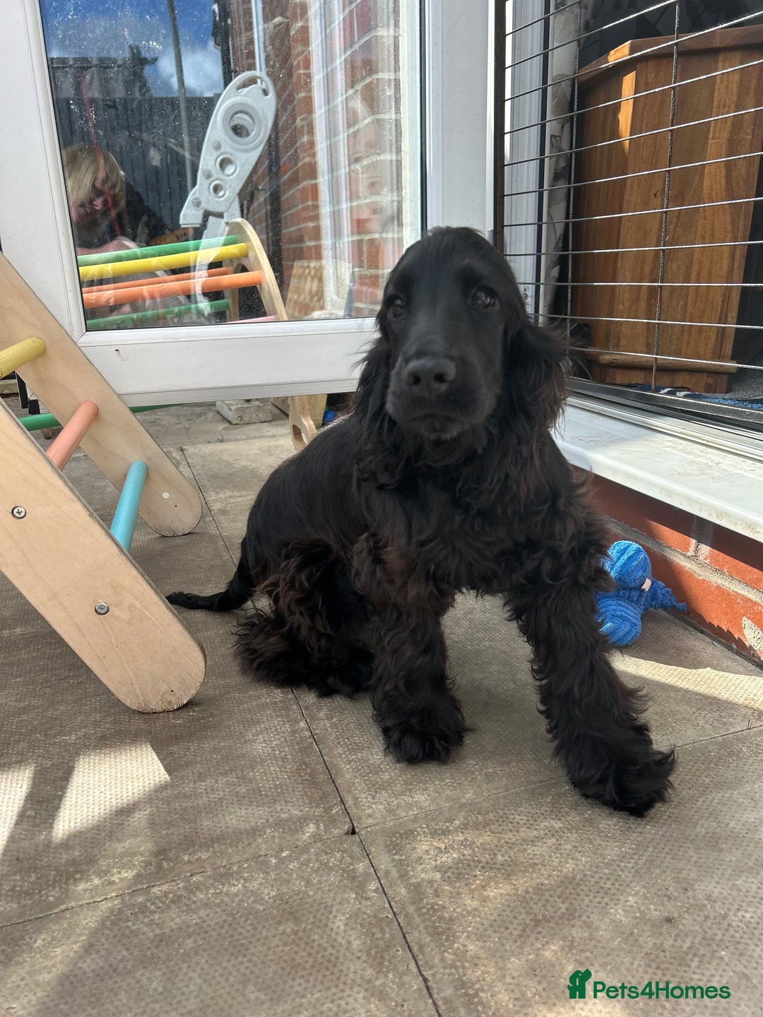 Cocker Spaniel dogs for sale: Show Cocker Spaniel Female 5 months old - Image 6