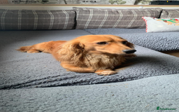Dachshund dogs for sale: Miniature Silky Wirehaired Dachshund puppies! - Image 9