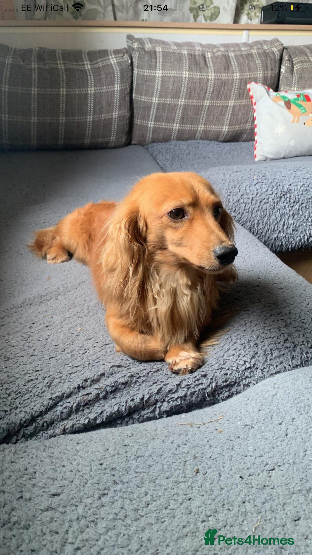 Dachshund dogs for sale: Miniature Silky Wirehaired Dachshund puppies! - Image 9