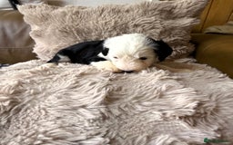 Mixed Breed dogs for sale: Golden Sheepadoodle Pups 3 Male 5 Female - Image 8