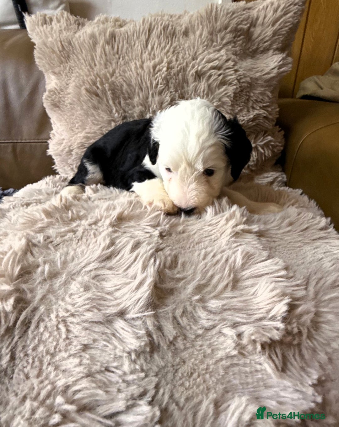 Mixed Breed dogs for sale: Golden Sheepadoodle Pups 3 Male 5 Female - Image 8