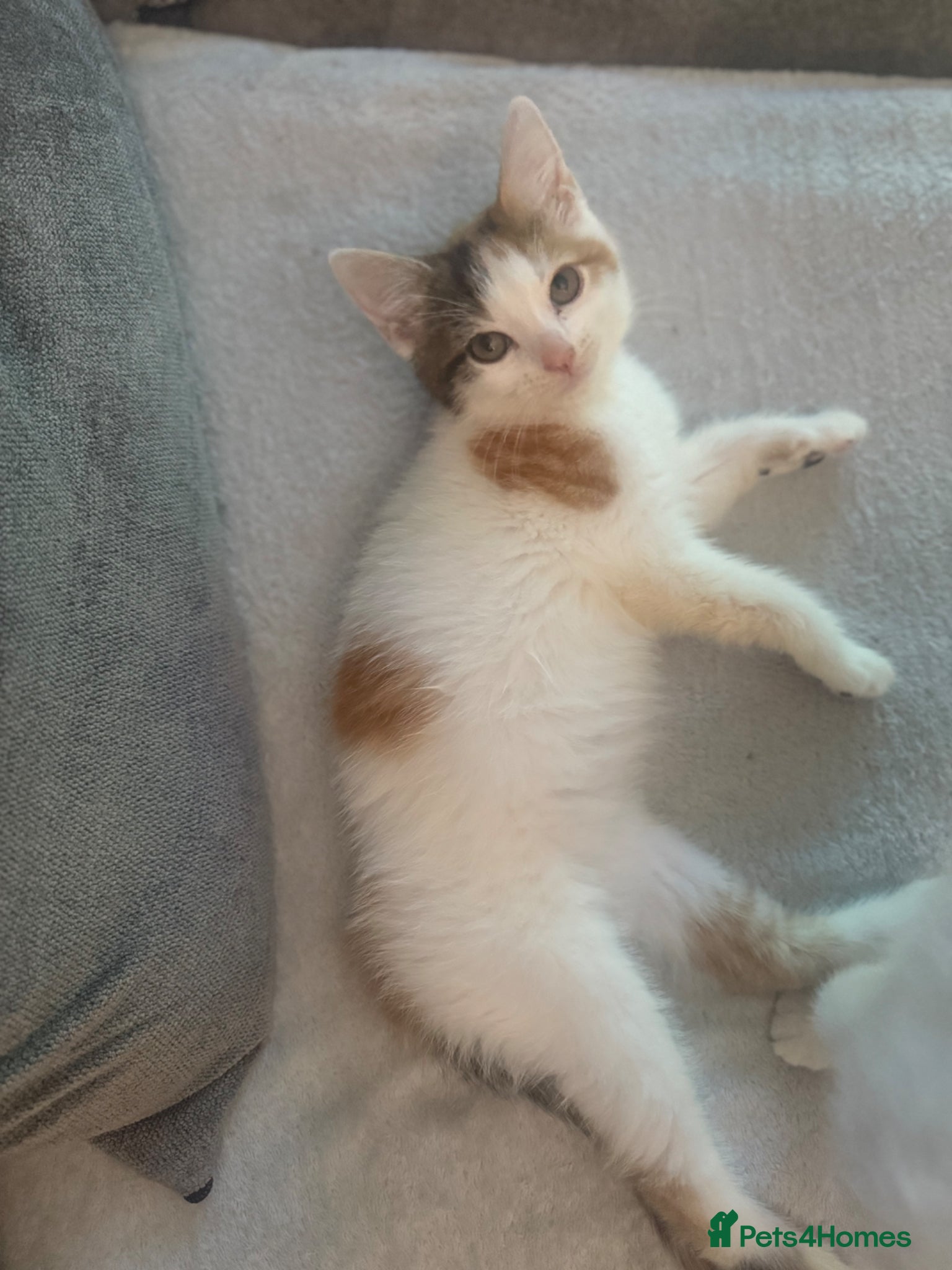 Mixed Breed cats for sale: Ragdoll x shorthair babies ready now! - Advert 12